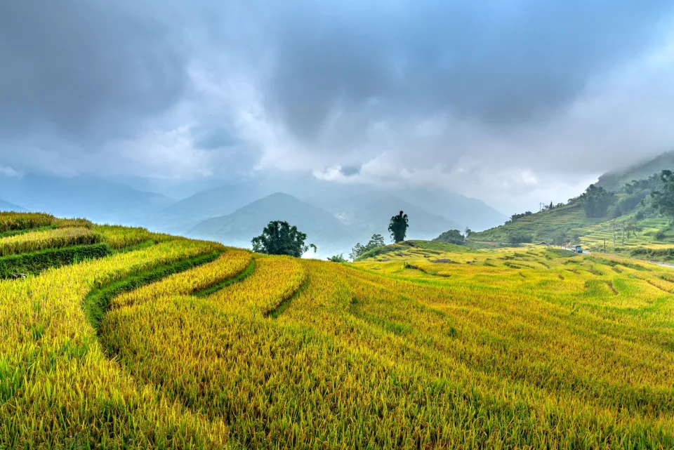 Kho gạo của Nguyễn Thị Xuân